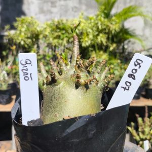 0508 07 Arabicum Bizão 12 meses