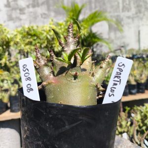 0508 08 Arabicum Spartacus 12 meses