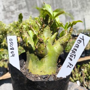 0508 09 Arabicum Triceratop 12 meses