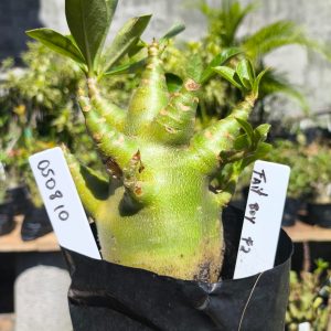 0508 10 Arabicum Fait Boy F2 12 meses