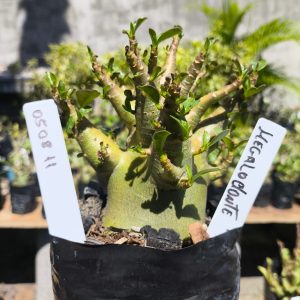 0508 11 Arabicum Megalodonte F2 12 meses