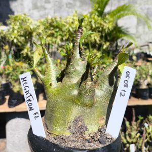 0508 12 Arabicum Megatron F2 12 meses