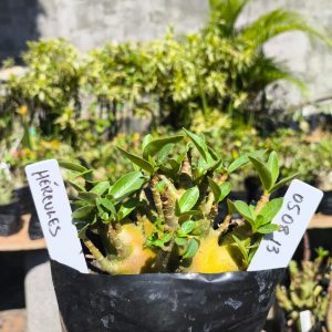 0508 13 Arabicum Hercules F2 12 meses