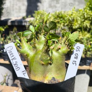 0508 15 Arabicum Dackseid F2 12 meses