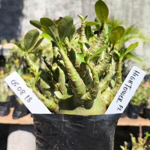 0508 18 Arabicum Hightower F2 12 meses