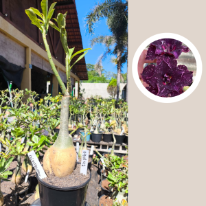 0408 42 Rosa do Deserto Céu Estrelado