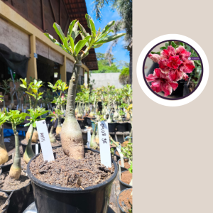 0408 38 Rosa do Deserto Miss