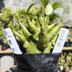 0508 20 Arabicum Fait Boy F2 12 meses