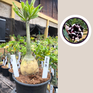 0408 30 Rosa do Deserto Lilac Frost