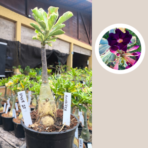 0408 25 Rosa do Deserto Anchieta