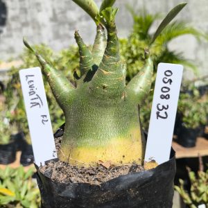 0508 32 Arabicum Leviatã F2 12 meses