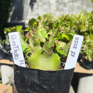 0508 38 Arabicum Minotauro F2 12 meses