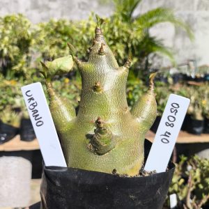 0508 40 Arabicum Urano F2 12 meses