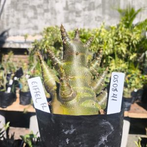 0508 41 Arabicum Eifeel F2 12 meses