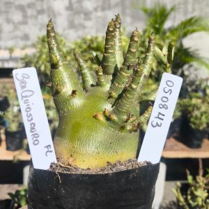 0508 43 Arabicum Branquiossauro F2 12 meses