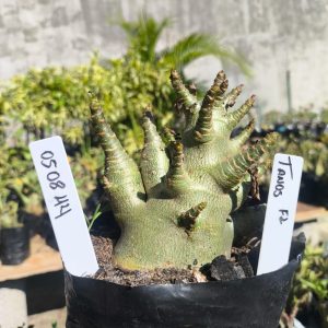 0508 44 Arabicum Tanos F2 12 meses