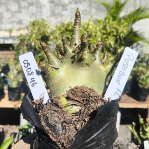 0508 46 Arabicum Poseidon F2 12 meses