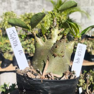 0508 49 Arabicum Jupter F2 12 meses
