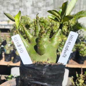 0508 50 Arabicum Megalodonte F2 12 meses