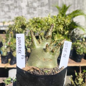 0508 51 Arabicum  Maverick F2 12 meses