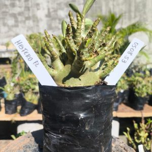 0508 53 Arabicum Hesfero F2 12 meses