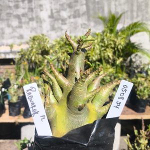 0508 54 Arabicum Ragnarok F2 12 meses