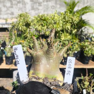 0508 56 Arabicum Ironhid F2 12 meses