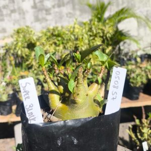 0508 57 Arabicum Super Black F2 12 meses