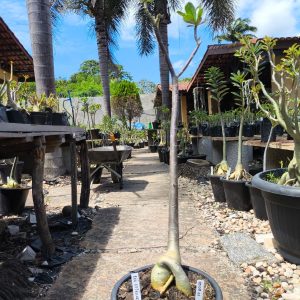 0508 01 Anaconda Céu Estrelado