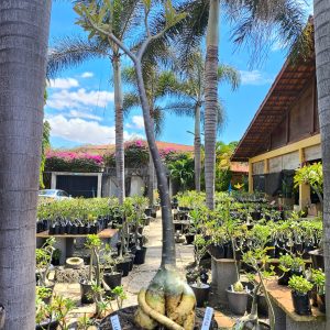 0508 02 Anaconda Lilac Frost