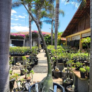 0508 04 Anaconda Julius Caesar