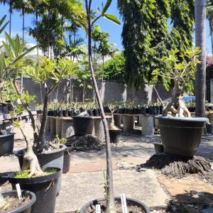 0508 11 Anaconda de Semente Black