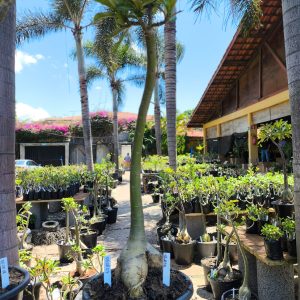 0508 07 Anaconda Tropical