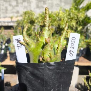 0508 60 Arabicum Hulk F2 12 meses