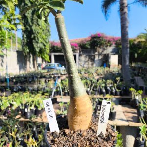 0608 10 Rosa do Deserto Vampira