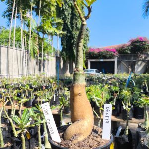 0608 19 Rosa do Deserto Star Cluster