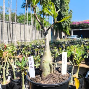 0608 18 Rosa do Deserto Liberty