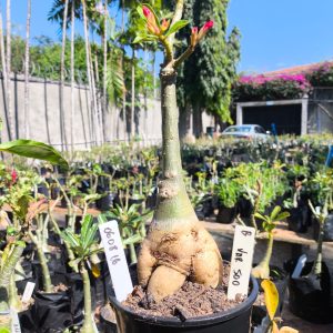 0608 16 Rosa do Deserto Variegata 500