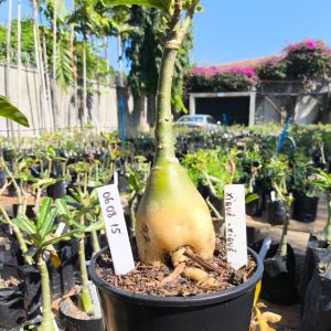 0608 15 Rosa do Deserto Xique Xique