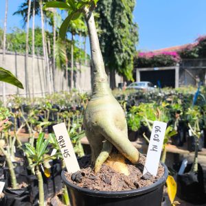 0608 14 Rosa do Deserto ARM 45