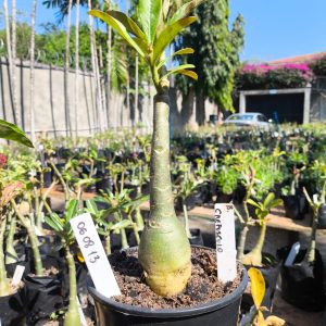 0608 13 Rosa do Deserto Crepusculo