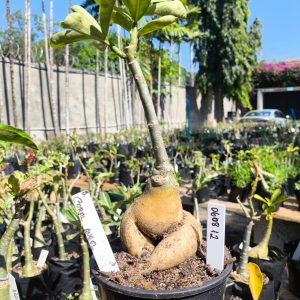 0608 12 Rosa do Deserto Coral Angel