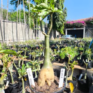 0608 11 Rosa do Deserto Grape Essence