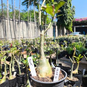 0608 31 Rosa do Deserto Pinot