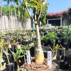 0608 32 Rosa do Deserto Grape Essence