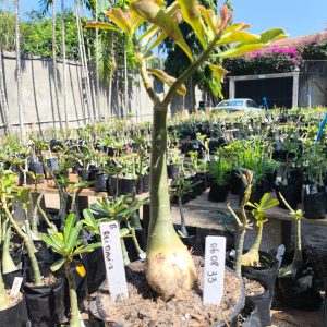 0608 33 Rosa do Deserto Rei Davi II