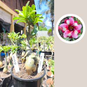 0408 32 Rosa do Deserto Rei Davi