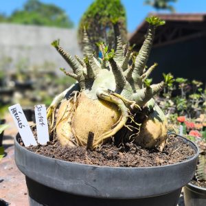 3007 27 Arabicum Hércules - Adulta