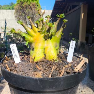 3007 38 Arabicum Megazord - Adulta