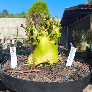 3007 13 Arabicum Hightower - Adulta